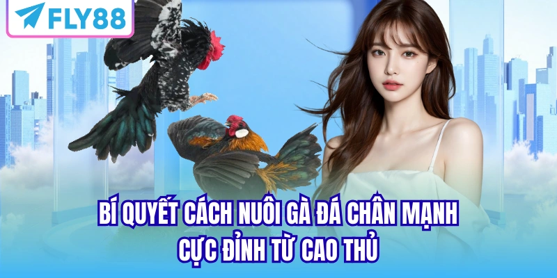 cách nuôi đá gà chân mạnh